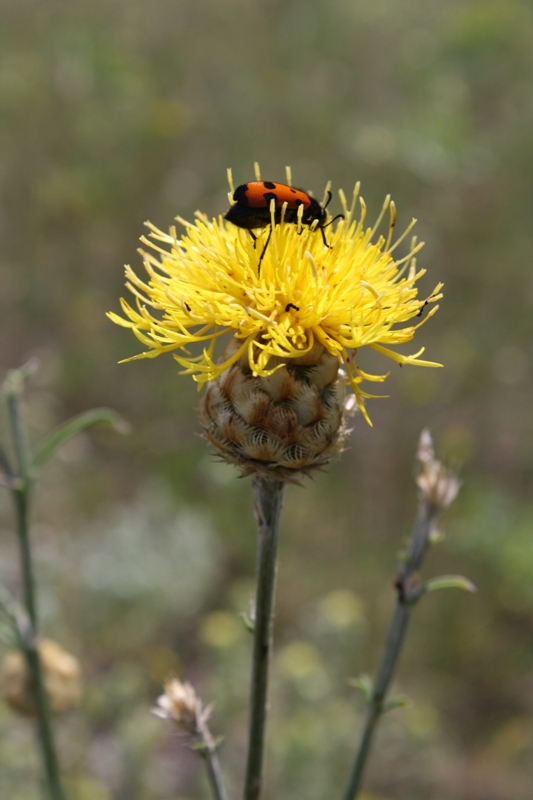 Image of Centaurea orientalis specimen.