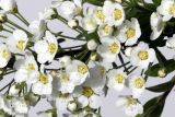 Spiraea × cinerea. Цветки и бутоны. Германия, г. Кемпен, в парке. 01.04.2012.