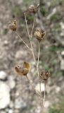 Anthericum ramosum