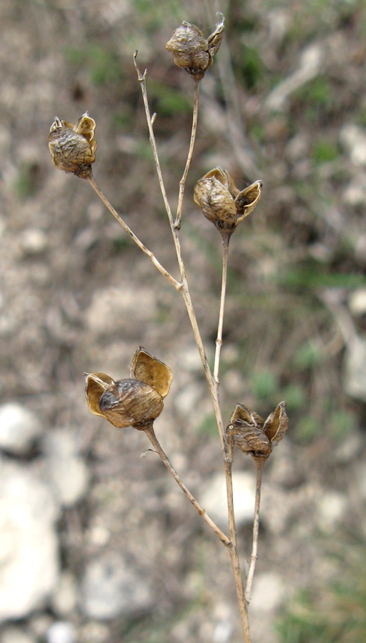 Image of Anthericum ramosum specimen.