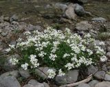 Arabis caucasica. Цветущее растение на дне каньона возле ручья. Крым, окр. Ялты, ущелье Уч-Кош. 22 апреля 2012 г.