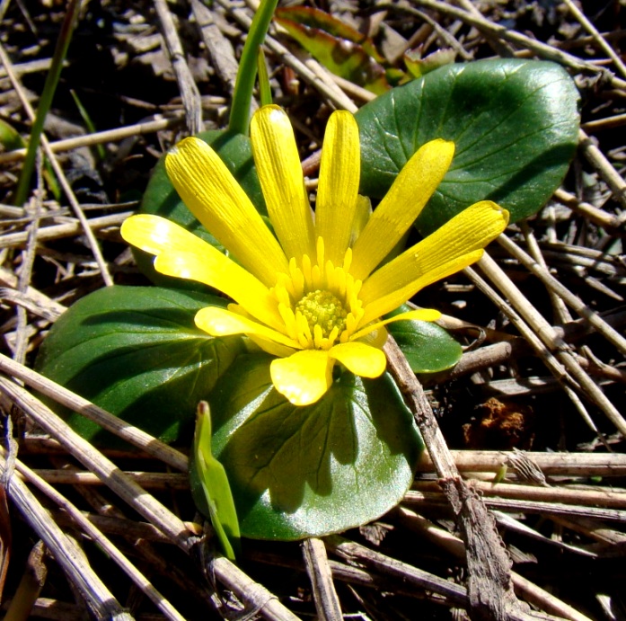 Изображение особи Ficaria fascicularis.