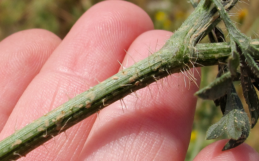 Image of Daucus broteri specimen.