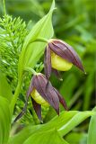 Cypripedium calceolus. Верхушка цветущего растения. Ленинградская обл., Ломоносовский р-н, берег ручья. 03.06.2012.