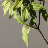 Philadelphus &times; lemoinei