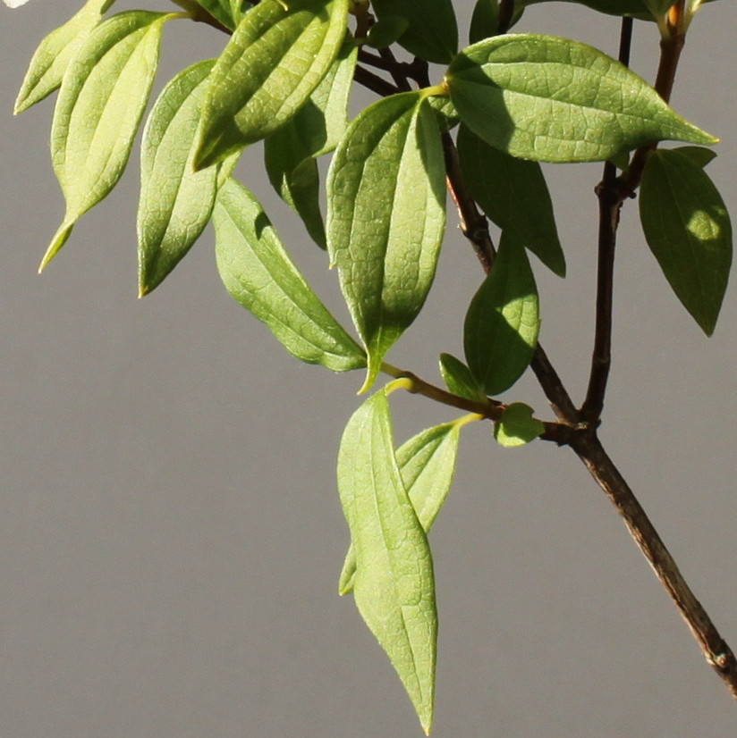 Image of Philadelphus &times; lemoinei specimen.