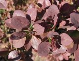 Berberis