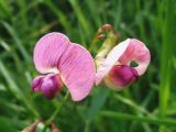 Lathyrus sylvestris. Цветки. Московская обл., Лотошинский р-н, окр. дер. Савостино, луг. 01.07.2012.