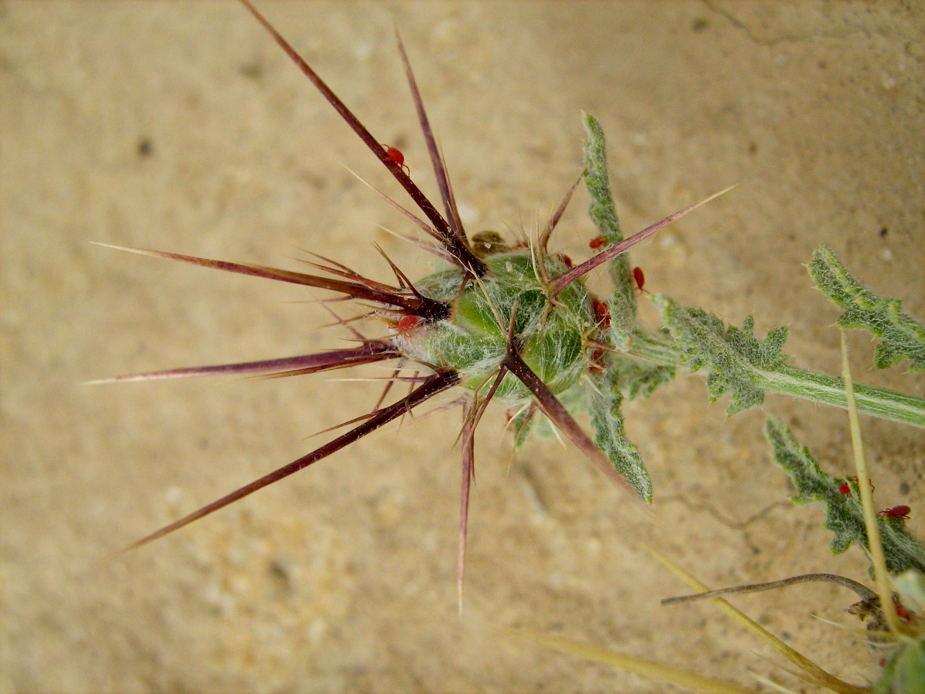 Изображение особи Centaurea eryngioides.