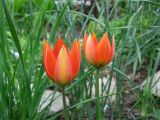 Tulipa hageri