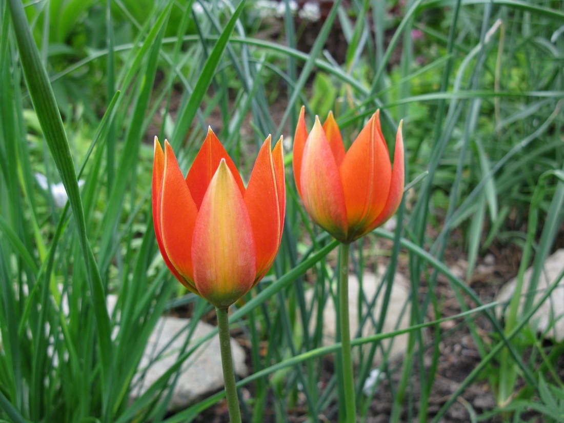 Изображение особи Tulipa hageri.