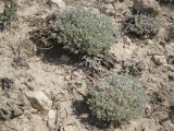 Artemisia caucasica. Растения, растущие в сообществе с Alyssum obtusifolium. Украина, Крым, Тарханкутский п-ов, урочище Атлеш, прибрежные скалы. 31.08.2010.