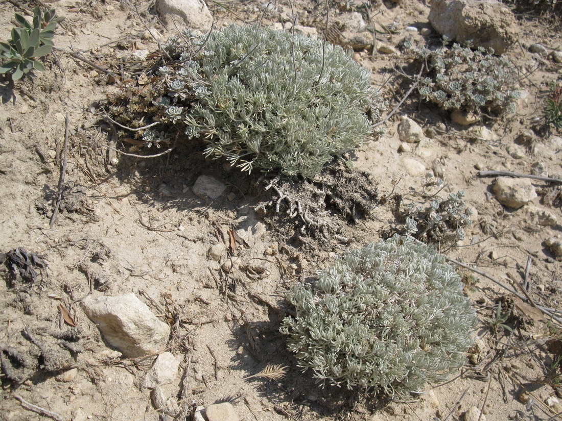 Изображение особи Artemisia caucasica.