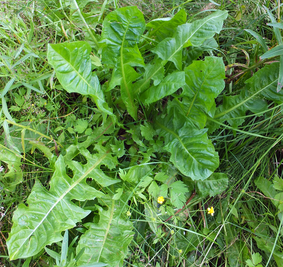 Image of genus Taraxacum specimen.