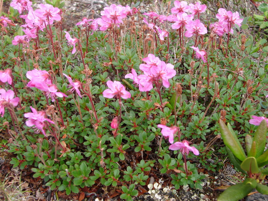 Image of Rhododendron redowskianum specimen.