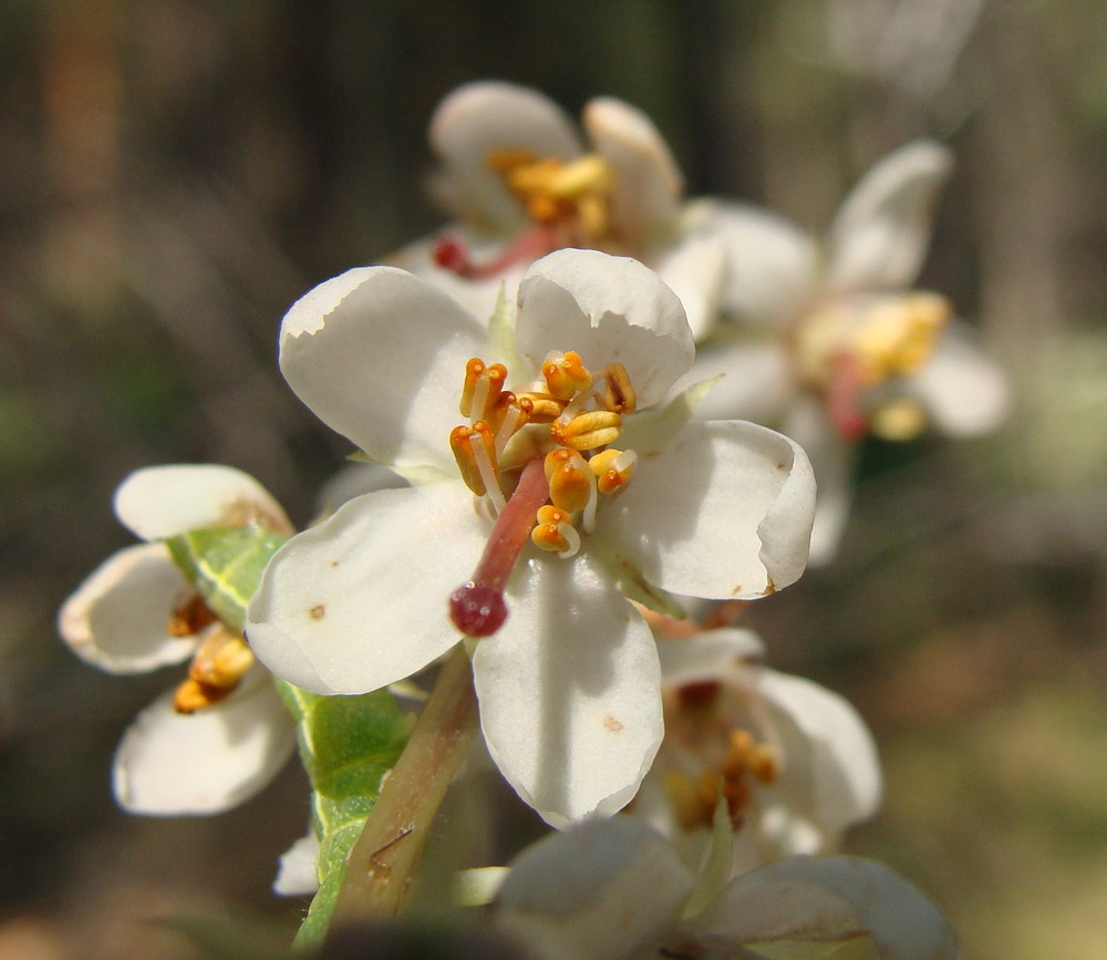 Image of Pyrola rotundifolia specimen.