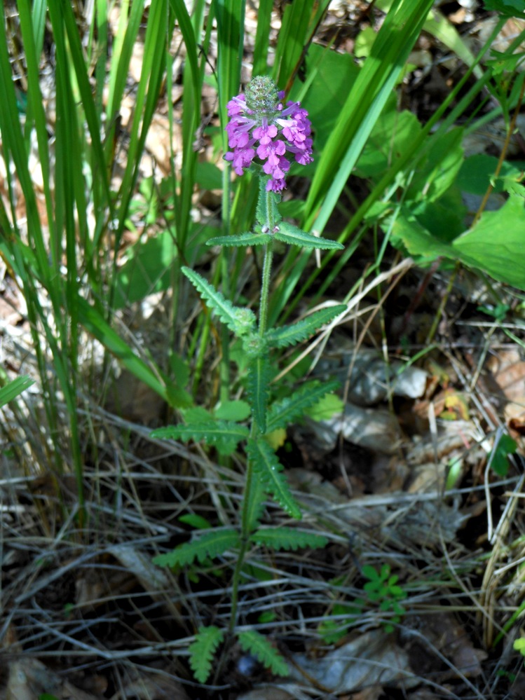 Изображение особи Pedicularis spicata.