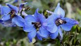 Delphinium × phoeniceum. Цветки. Германия, г. Krefeld, ботанический сад. 31.07.2012.