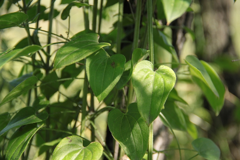 Image of Rubia cordifolia specimen.