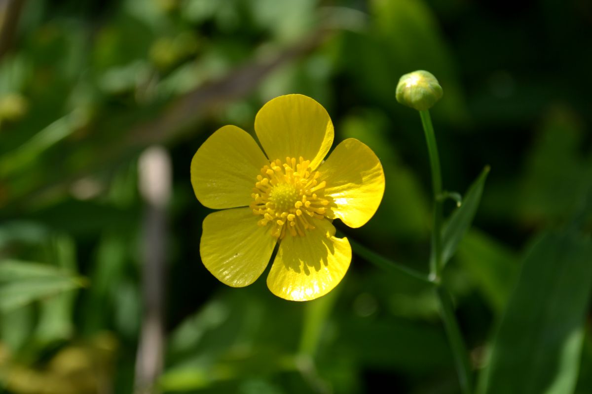 Изображение особи Ranunculus lingua.