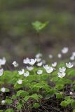 Oxalis acetosella. Цветущие растения под пологом лиственного леса. Карельский перешеек, окр. Сертолово. 21.05.2009.