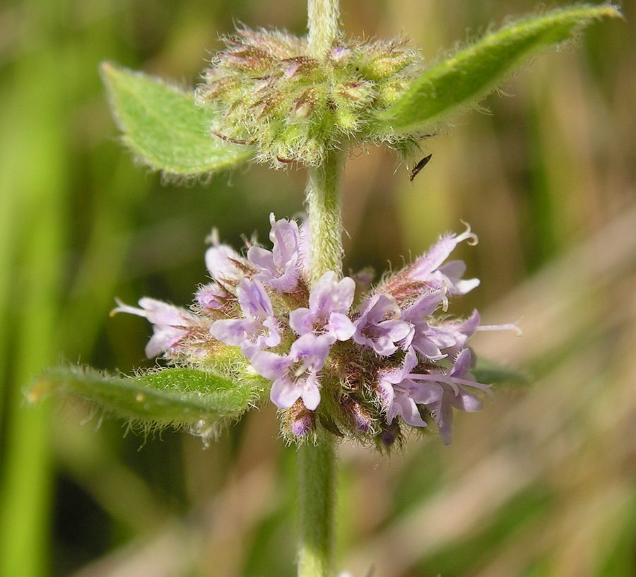Image of Mentha canadensis specimen.