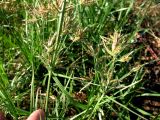 Cyperus rotundus. Побеги с соцветиями. Туркменистан, Мервский оазис. Июнь 2012 г.