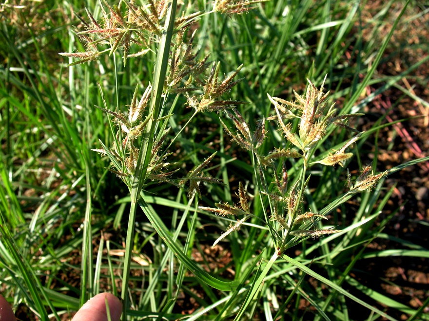 Image of Cyperus rotundus specimen.