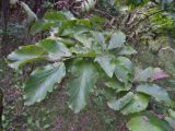 Parrotia persica