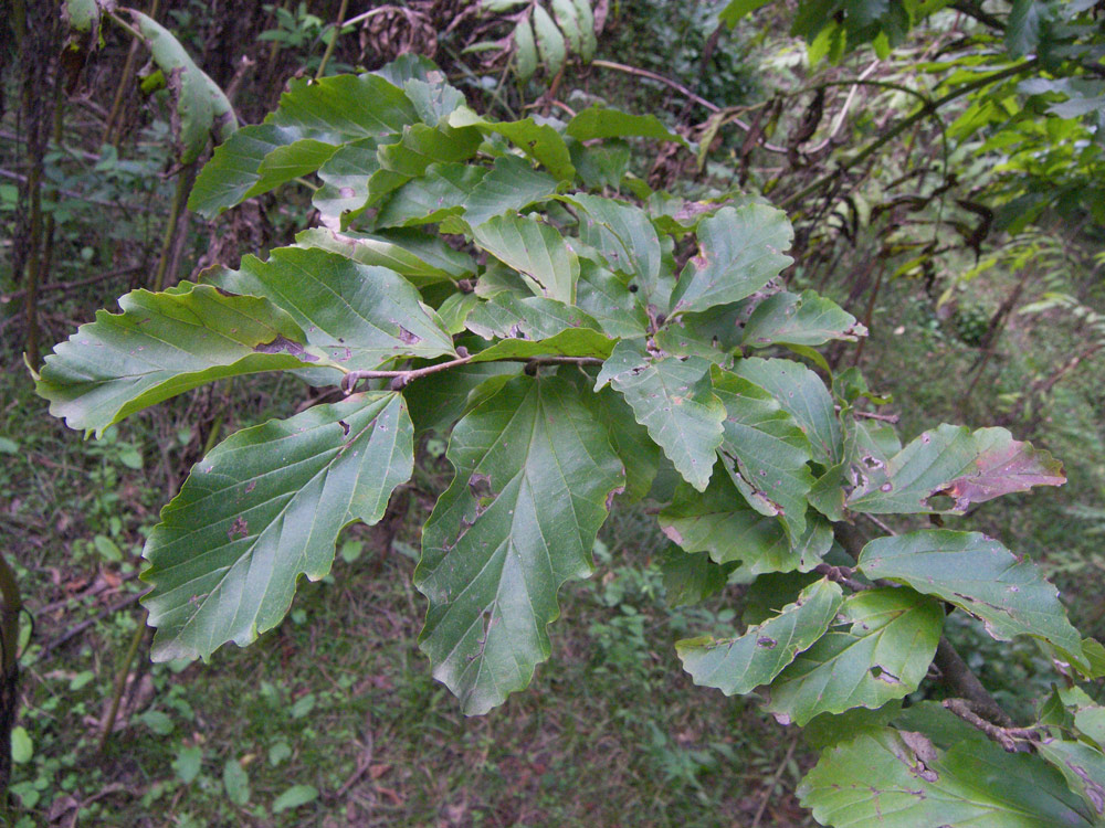 Изображение особи Parrotia persica.