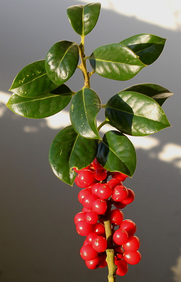 Image of Ilex aquifolium specimen.