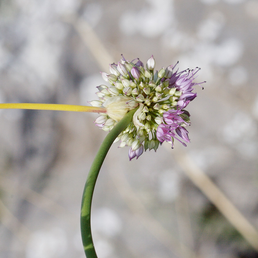 Изображение особи Allium cretaceum.