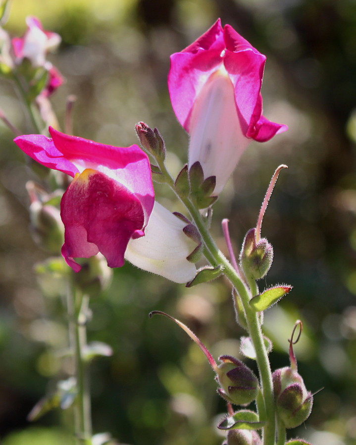 Изображение особи Antirrhinum majus.