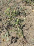 Plantago arenaria. Цветущее растение. Украина, Запорожье, пос. Солнечный. Песчаный участок, поросший редкой травой. 14.07.2012.