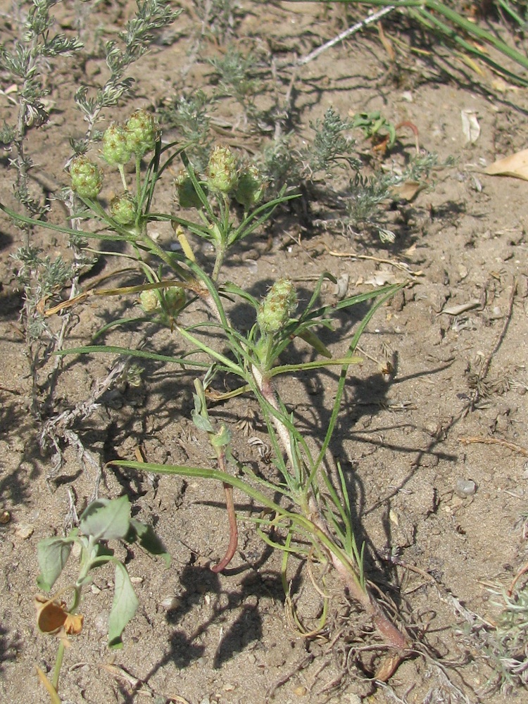 Изображение особи Plantago arenaria.