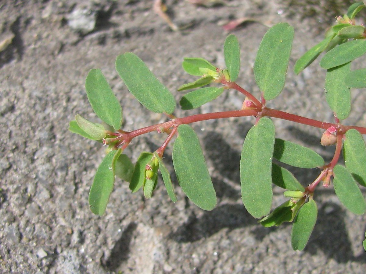 Изображение особи Euphorbia glyptosperma.