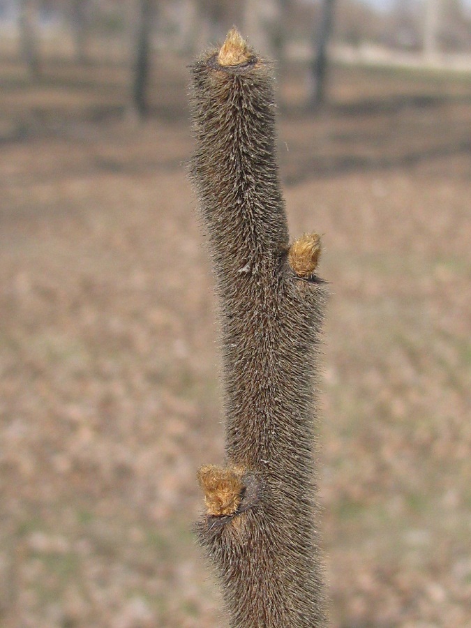 Изображение особи Rhus typhina.