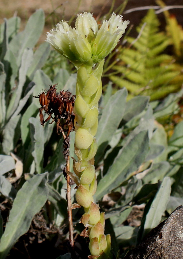 Image of genus Jovibarba specimen.