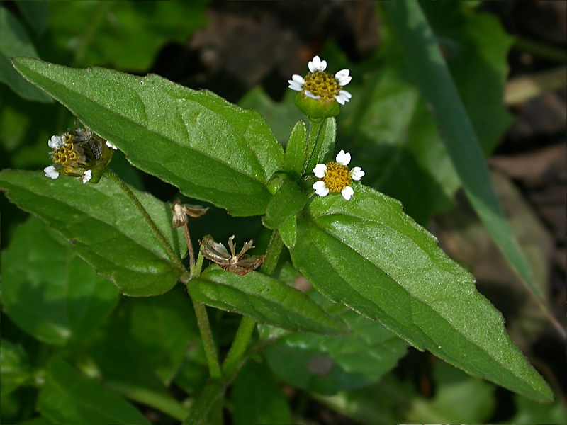 Image of Galinsoga parviflora specimen.