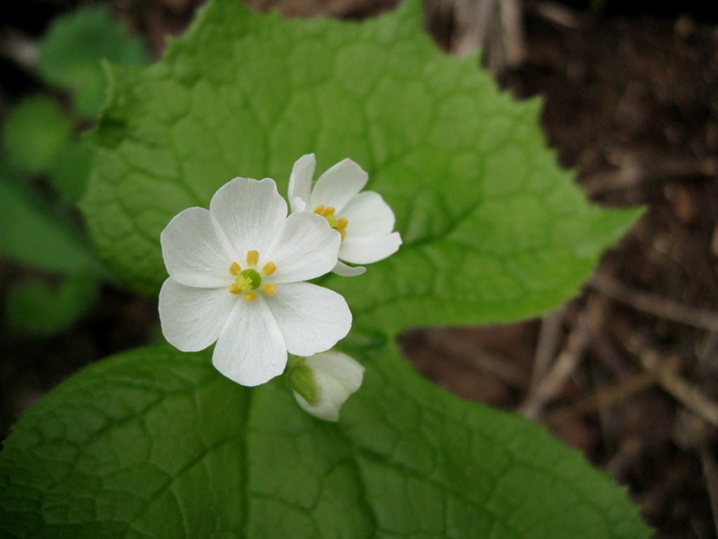 Image of Diphylleia grayi specimen.