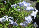 Plumbago auriculata. Соцветие. Франция, Лазурный Берег, г. Канны, сквер на набережной Круазет. 21.06.2012.