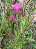 Epilobium villosum. Верхушка растения с бутонами, цветком и плодами. Украина, Донецкая обл., Великоновосёлковский р-н, возле с. Разлив, на лугу. 30.07.2009.