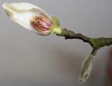 Magnolia kobus. Нераскрывшийся цветок с опавшим от мороза лепестком. Германия, г. Кемпен в парке. 06.02.2013.