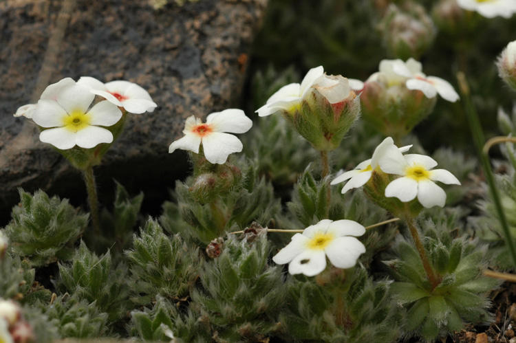 Image of Androsace sericea specimen.