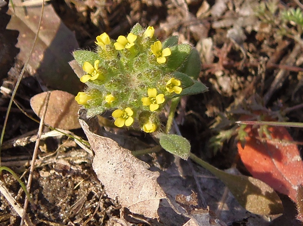 Изображение особи Alyssum minutum.