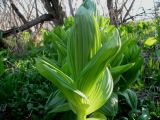 genus Veratrum