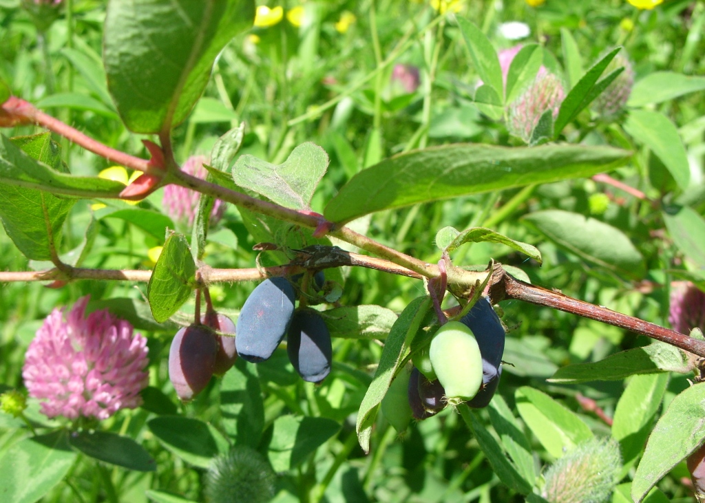 Изображение особи Lonicera edulis.