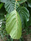 Alnus glutinosa