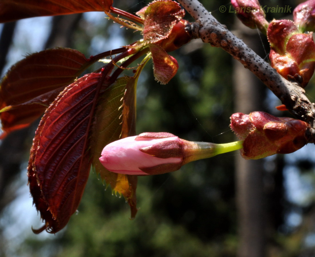 Изображение особи Cerasus sachalinensis.