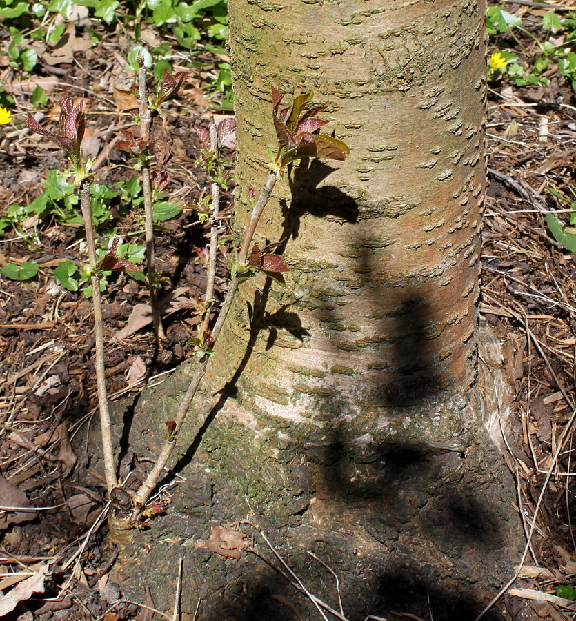 Image of Cerasus subhirtella specimen.